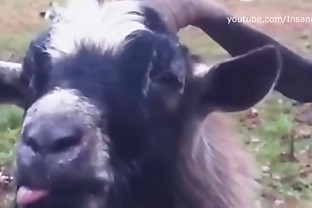 Skrillex & Damian Marley - Make It Bun Dem (Animal Cover) [only animal sounds]