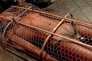 Master zappers ebony slave in cage